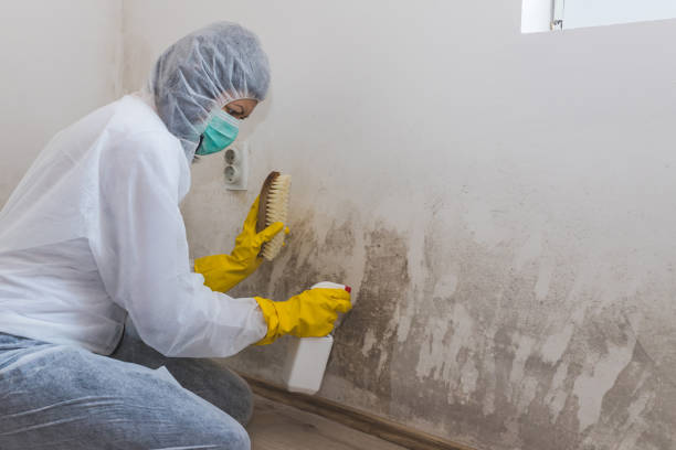 Best Mold Removal Company Near Me  in Bethany, OK