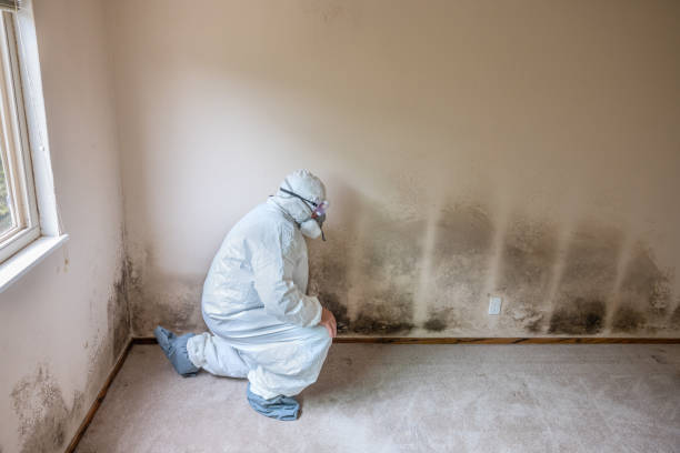 Best Attic Mold Removal  in Bethany, OK