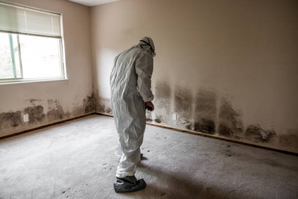 Best Mold Damage Repair  in Bethany, OK